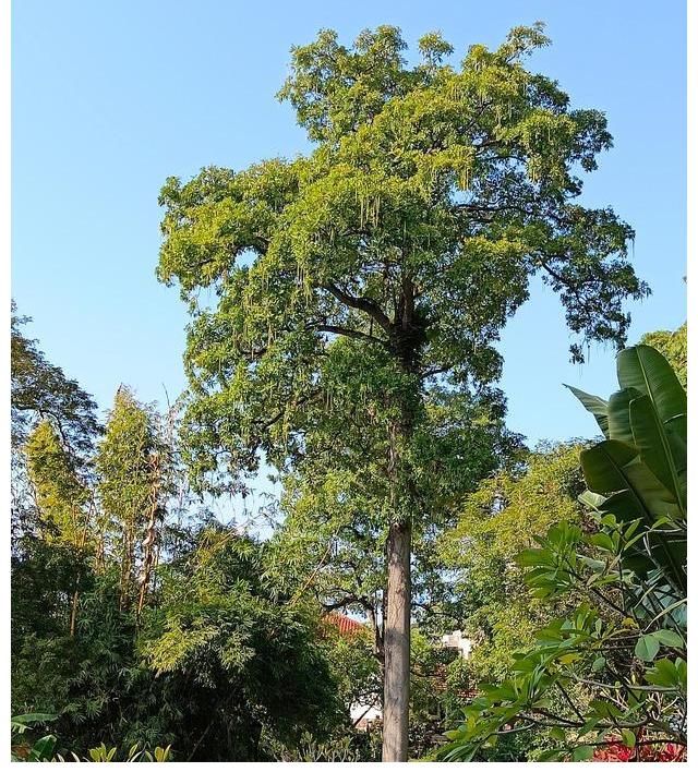 月光岩|鼓浪屿笔山洞上的不知名小公园，满眼皆是百年老榕，直通月光岩！