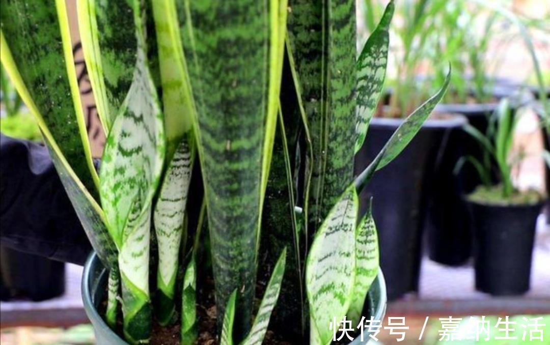 长势|养虎皮兰不用施肥，教你2个方法，让它长得枝叶繁茂