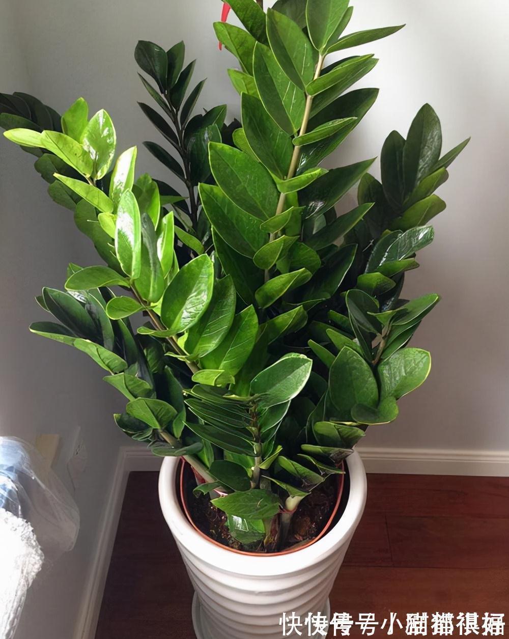 寓意|五种“吉祥花”,建议养一盆,不仅寓意好,还利于健康