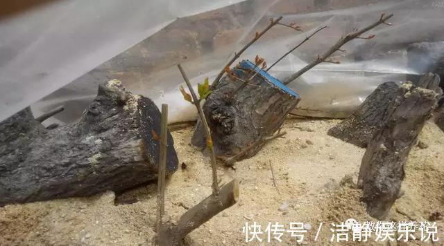 压弯枝|1种果树剪根枝，插土里就活，当年就能挂果，压弯枝！