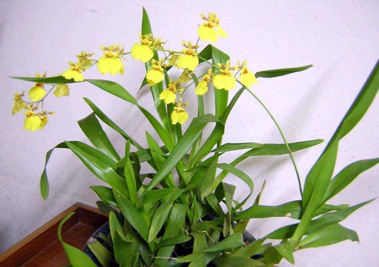 更是|新手别养这3种花了,没经验很难养,开花更是大问题