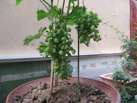 龟背竹|阳台盆栽“葡萄树”,简单种植、养护,来年挂果,采摘1大盆,值