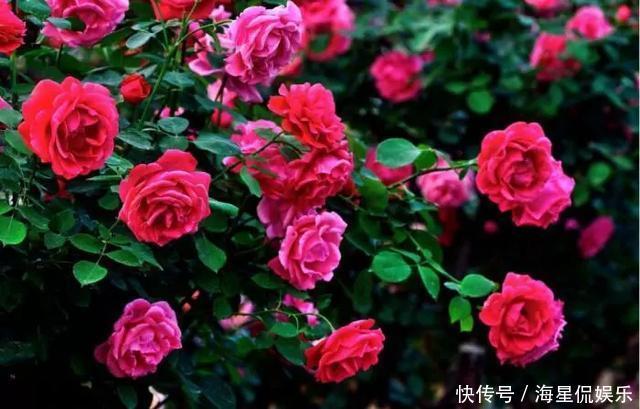 修剪|玫瑰象征美好爱情,怎么养才能花繁叶茂需要满足4个条件