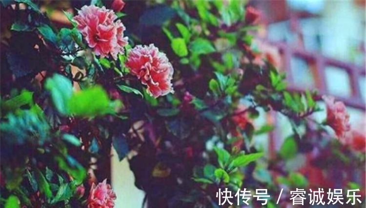 花痴|哪些生肖女，习惯盯着帅哥看，一个花痴，一个习惯，他是自信