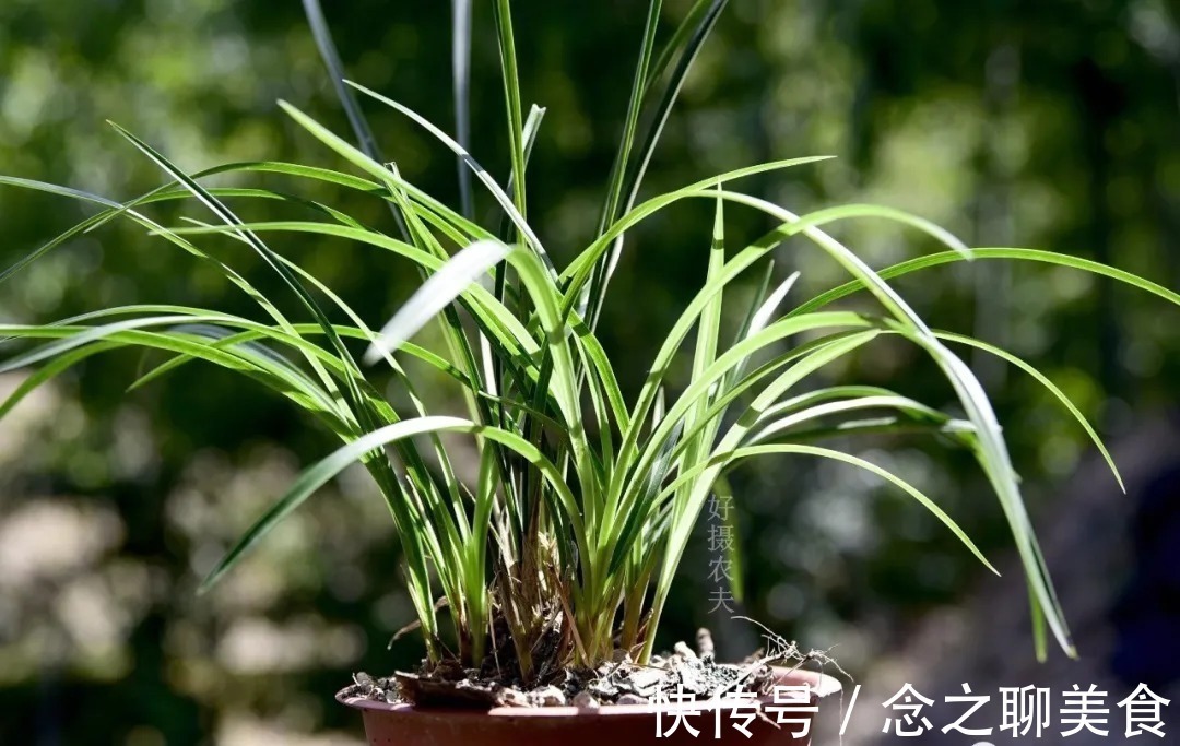 梅雨季节|梅雨季节室外养兰花,如何有效避免烂根?这个技巧值得收藏