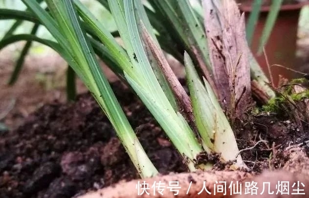 寒露时节,如何管理兰花?只需一个小技巧,花苞更健壮开花更香