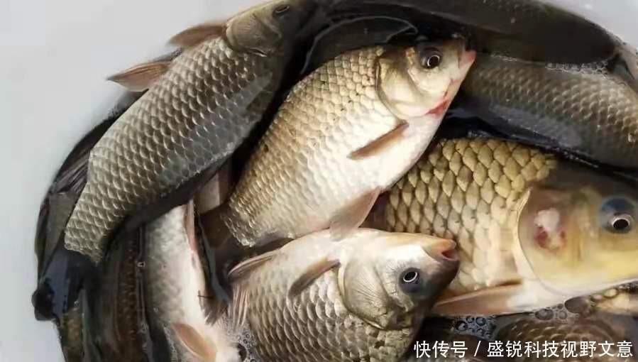 雨天|下雨时,一旦换用这鲫鱼钓法,中鱼率瞬间提高,十人有九人还不知