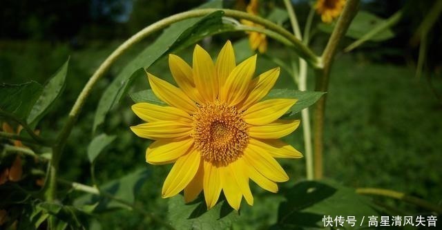 黄莺&九首田园诗词槿花篱落竹丝长,垂垂山果挂青黄!