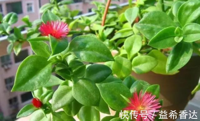 “3种花”养家里,好养又漂亮,炒菜泡茶又养人,第三种厉害了
