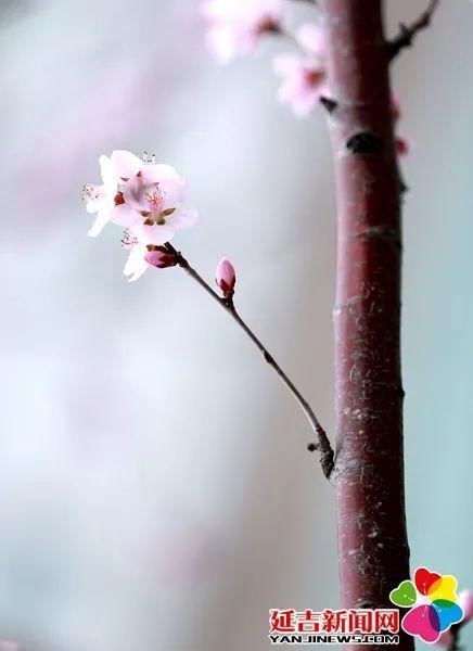 延吉街头桃花春色暖先开