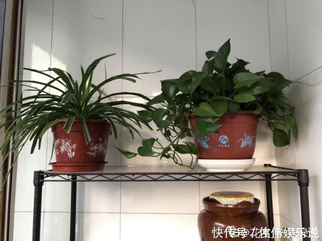 地方|夏天养花,这个地方千万别摆,否则3天死翘翘