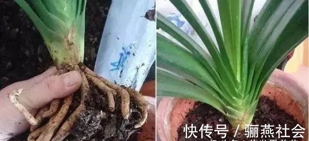 肉质根|给君子兰换盆,5个要点要“记牢”,服盆快,不烂根!