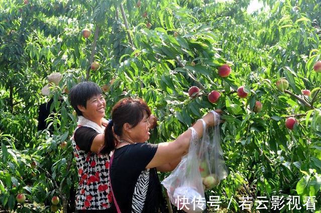 内火旺|农村水果正值旺季,古人称是“肺之果”,不吃太可惜了