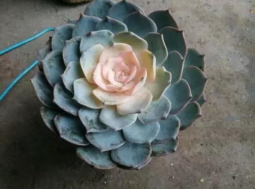 花市看到这4种花再喜欢也别买，买回来就是花钱给自己添麻烦