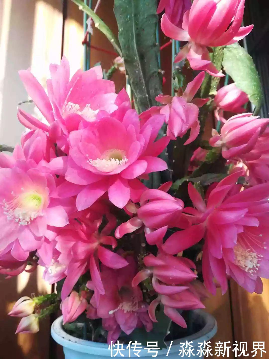 荷花|大爷养的“荷花”，窜的房顶高，垂下来变成花瀑布！