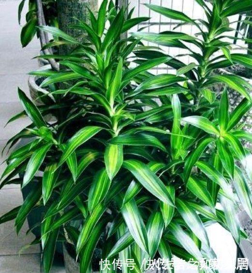 百合竹百合竹|3种花养家里,旺运又招财,听名字就喜庆,大家都抢着买!
