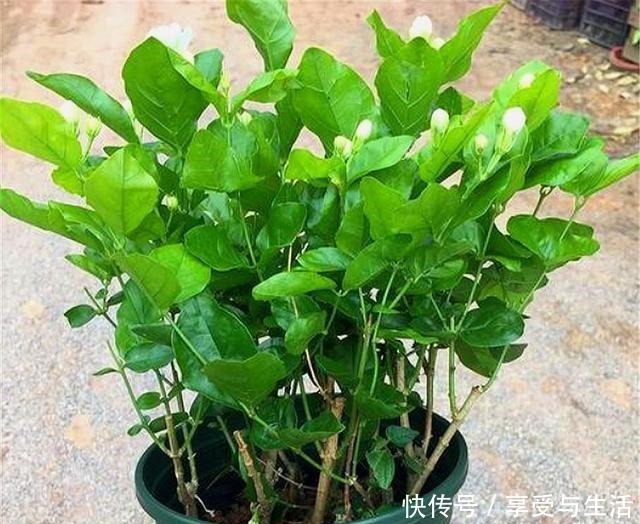 春天养茉莉,下狠手剃光头,1年开5次,次次爆盆香气浓!