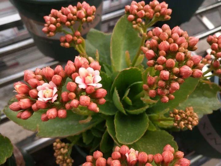 长寿的花苞迟迟不开用它喷两次,很快就能鼓起来!