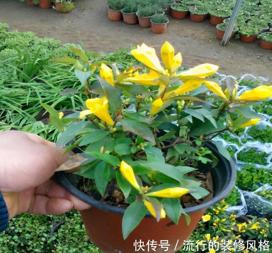 民间七大毒花,别让这些花毁了你的健康