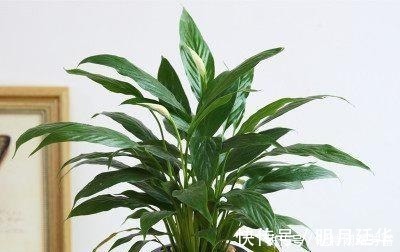 这6款盆景,一款比一款有品位,“养不死”还净化空气