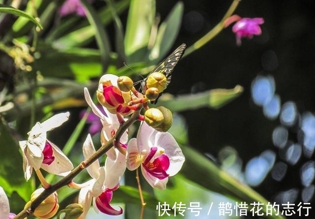 茎腐病|兰花常常养出“馒头堆”,这种造型好处多,预防病虫,花苞冒得多
