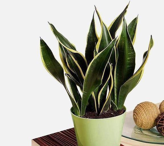 高手养虎皮兰土壤中加点“它”,一周冒出8个芽,呼呼长“爆盆”