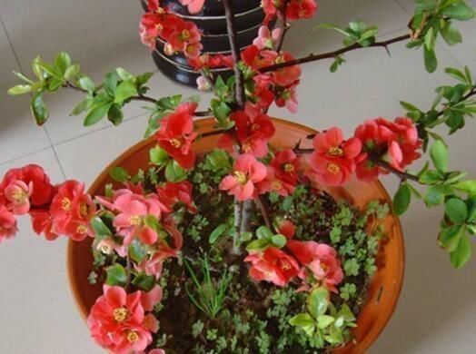 石榴花|“7种花”适合养家里,一年四季都能养,开花迷人,一盆养好多年