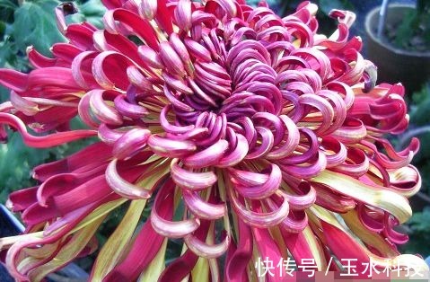 喜欢菊花,就养盆“菊中精品”晚镜红妆,花似美人,妖娆妩媚