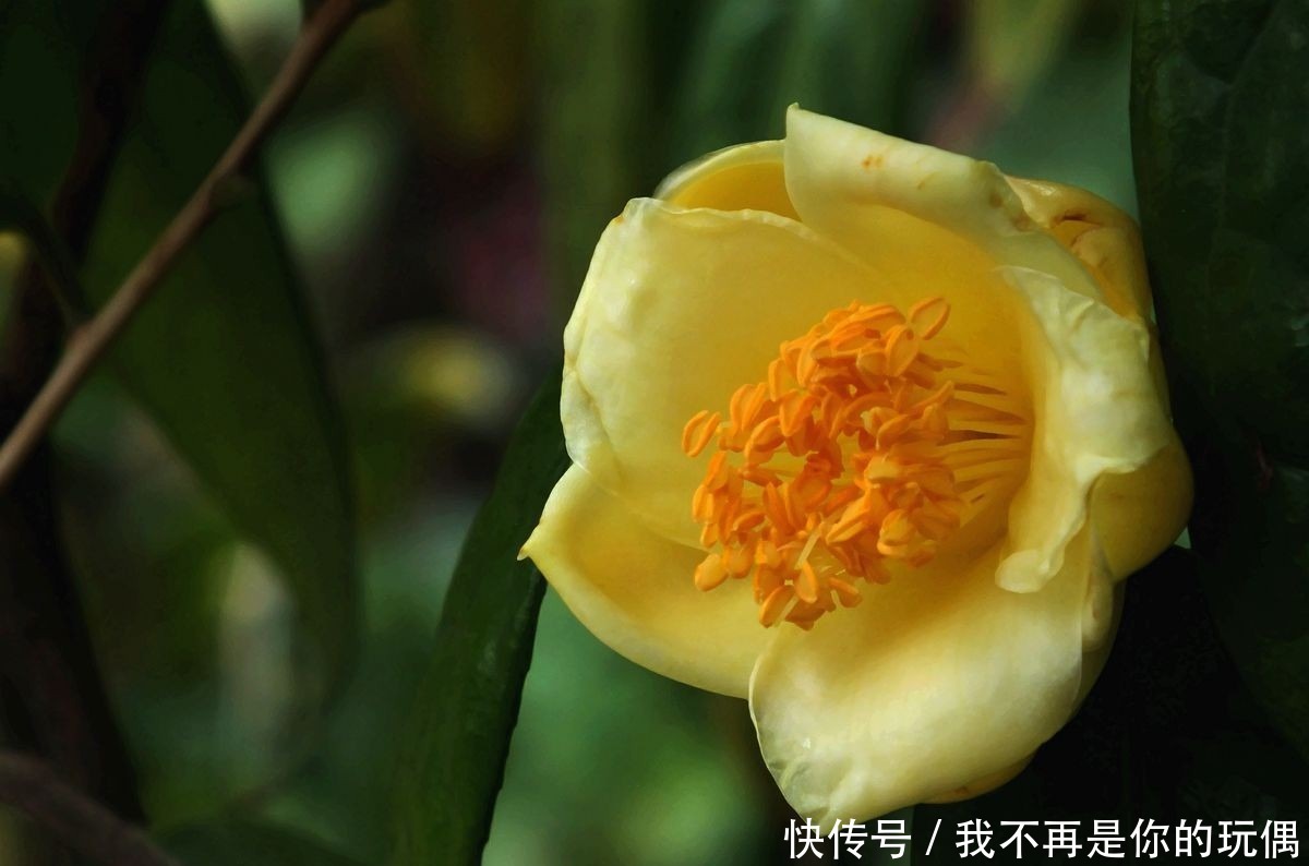 此花是一种古老的植物,具有很高的药用价值,象征着理想的爱