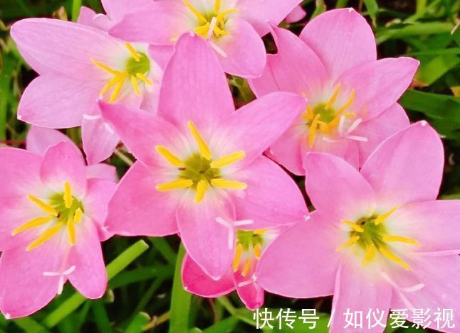 喜欢三角梅,不如养盆“精品玫瑰”舞后玫瑰,花中皇后,姿态各异