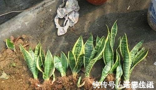 栽植虎皮兰,土壤里加点“它”,叶片碧绿旺盛,一年长高30cm!