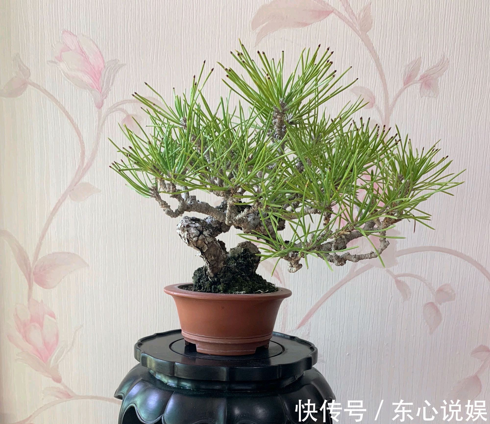 盆景|黑松盆景蓄枝让枝条快速增粗的方法摇动枝条增粗法,想多粗都行