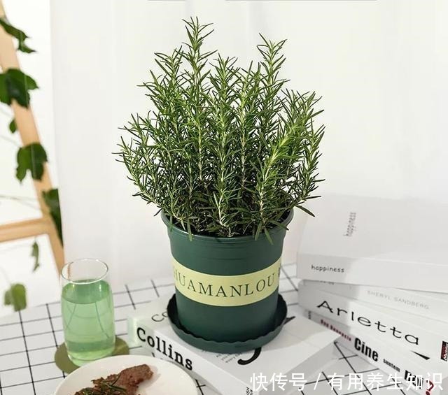 这6种花 再穷也要养 气味芬芳，杀菌抑菌！