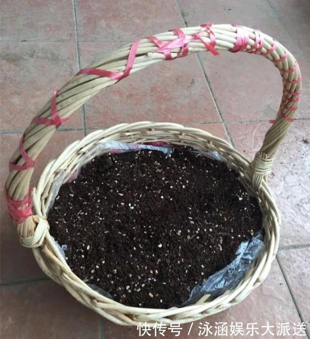 盆栽|她在医院垃圾桶“捡篮子”,拿来种多肉“颜值高”,人见人爱