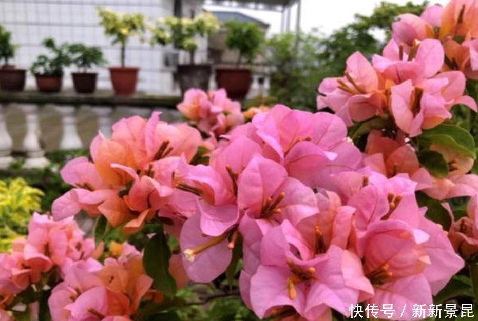 家里养上4种花,全年开花不断,养在阳台,轻松开成花海!