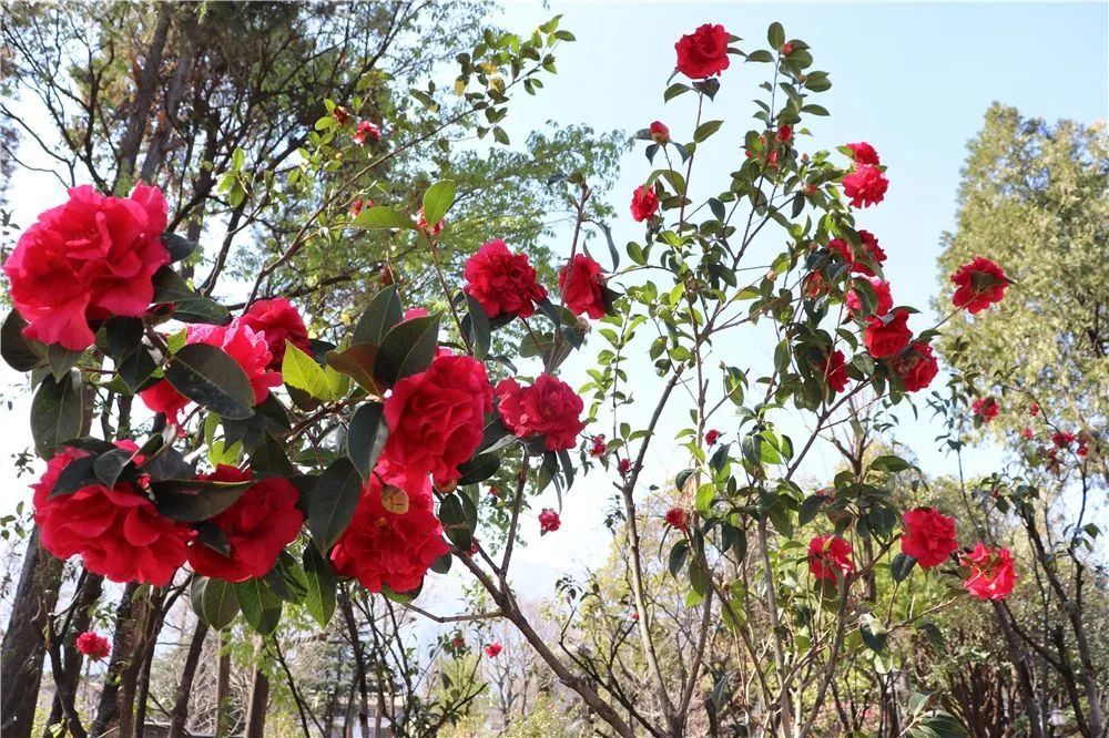 太平新城赏花地图新鲜来袭，一起看这“花花世界”