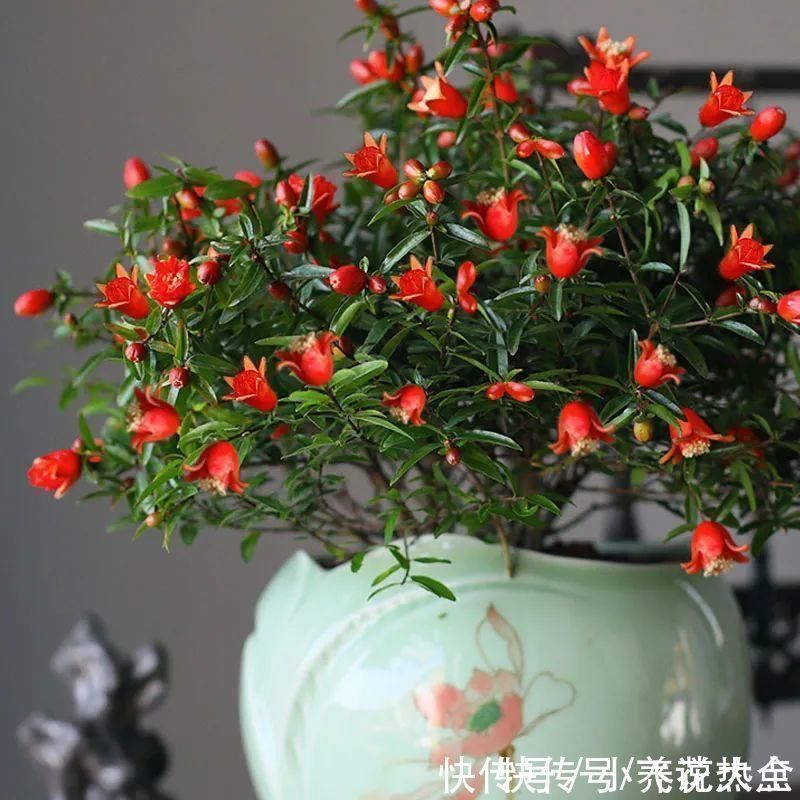 果子|家里养盆“招财花”,一年四季开红花结红果,“招财旺运”又红火