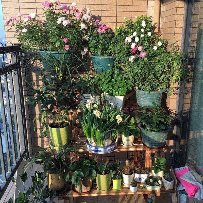 修剪|垃圾桶旁边一堆快死的花,到底该不该捡悄悄拎回家赚大发了