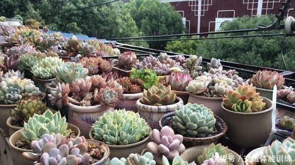 浇花水摻点它,比营养液、淘米水还肥,家里花草长得叶绿、花多!