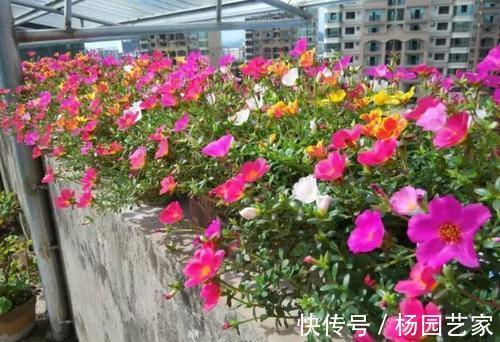 太阳花|天凉后，建议扦插4种花，“生根”后稍加养护就开花