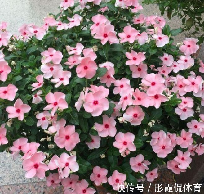 养花就养4种花,好养易活花量大,个个都是高颜值,越养越喜欢!