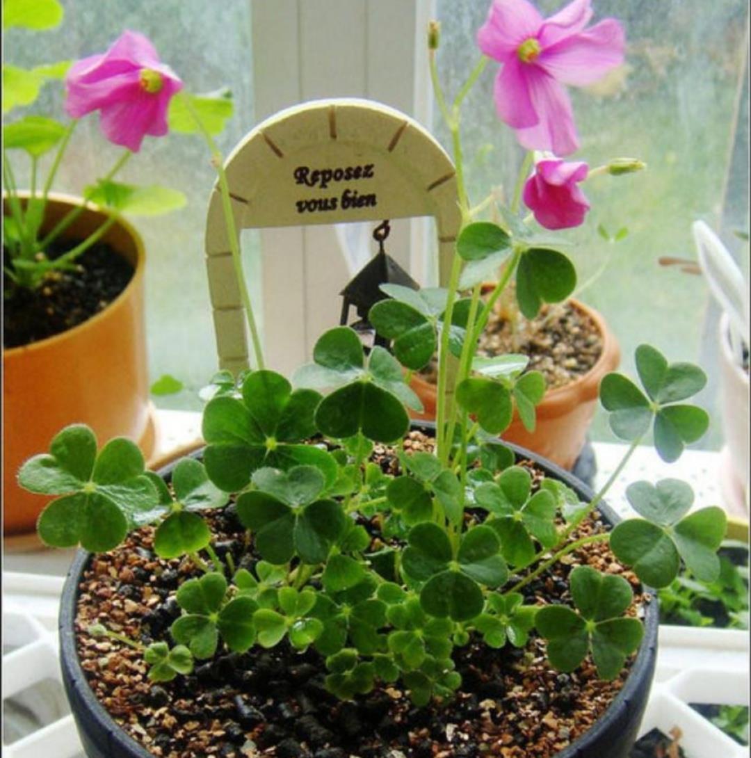 酢浆草|4种普通的小植物,挖回来做成“小盆景”,摆在桌面上清新自然