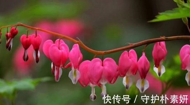 长寿花|4种花养家里，福旺运旺财更旺，美不胜收，你养了吗