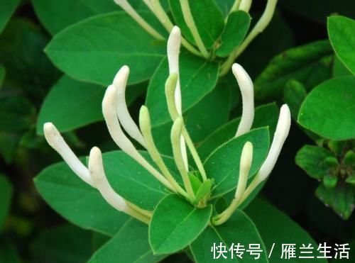 药材|毫不起眼的野草，又是野菜又是中药材，这3种经常见到