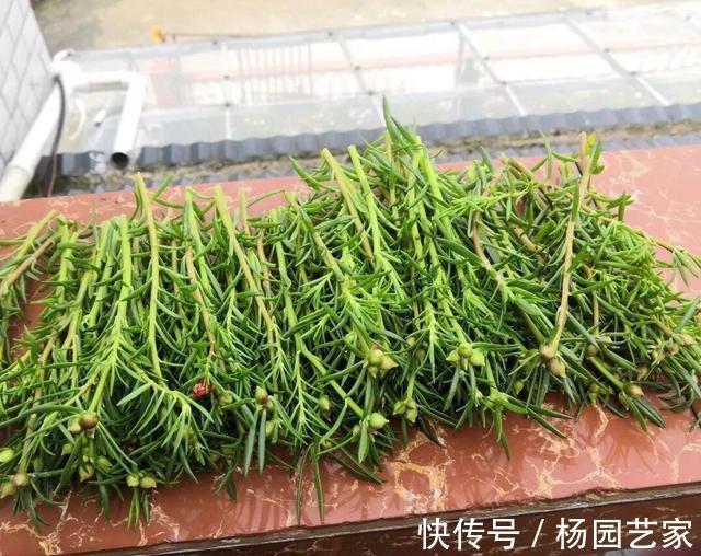 太阳花|天凉后，建议扦插4种花，“生根”后稍加养护就开花
