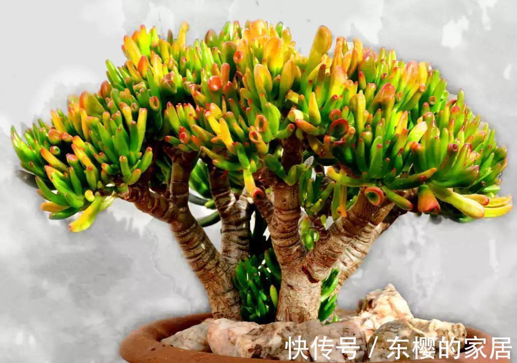 吸财树休眠过后,做好四点,养出好状态也不难