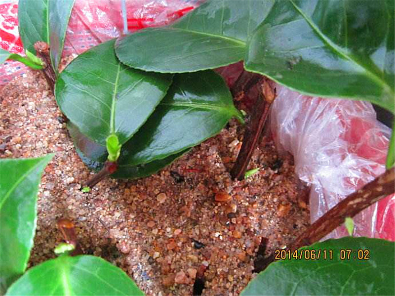 元旦前,5种花摘片叶,扔盆里,遇土就生根,立省200元