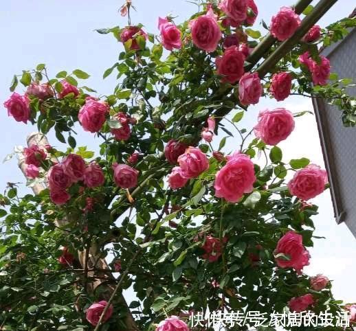 月季如何养爆盆?教你养护小妙招,爆花不断,花开娇艳欲滴