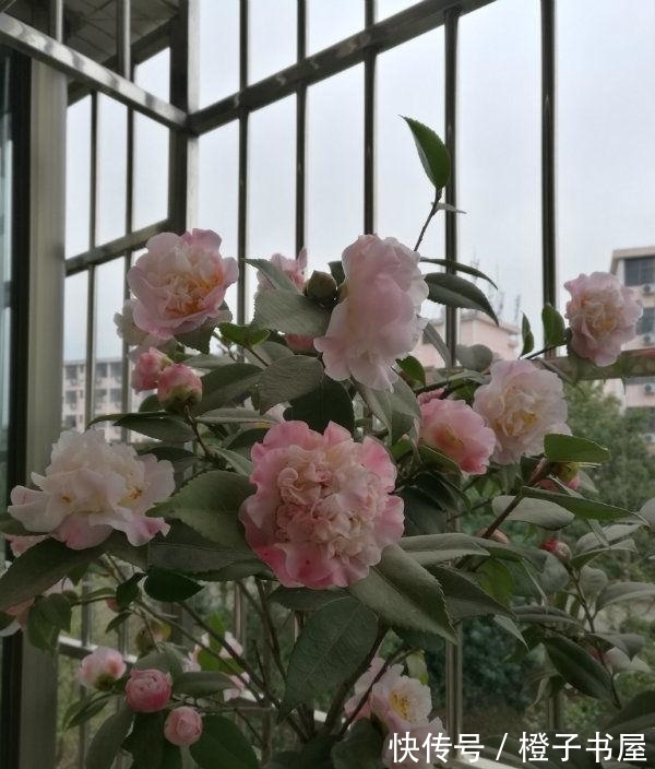 植料|最香的“4种花”,好养又漂亮,花香醉人,谁养谁喜欢