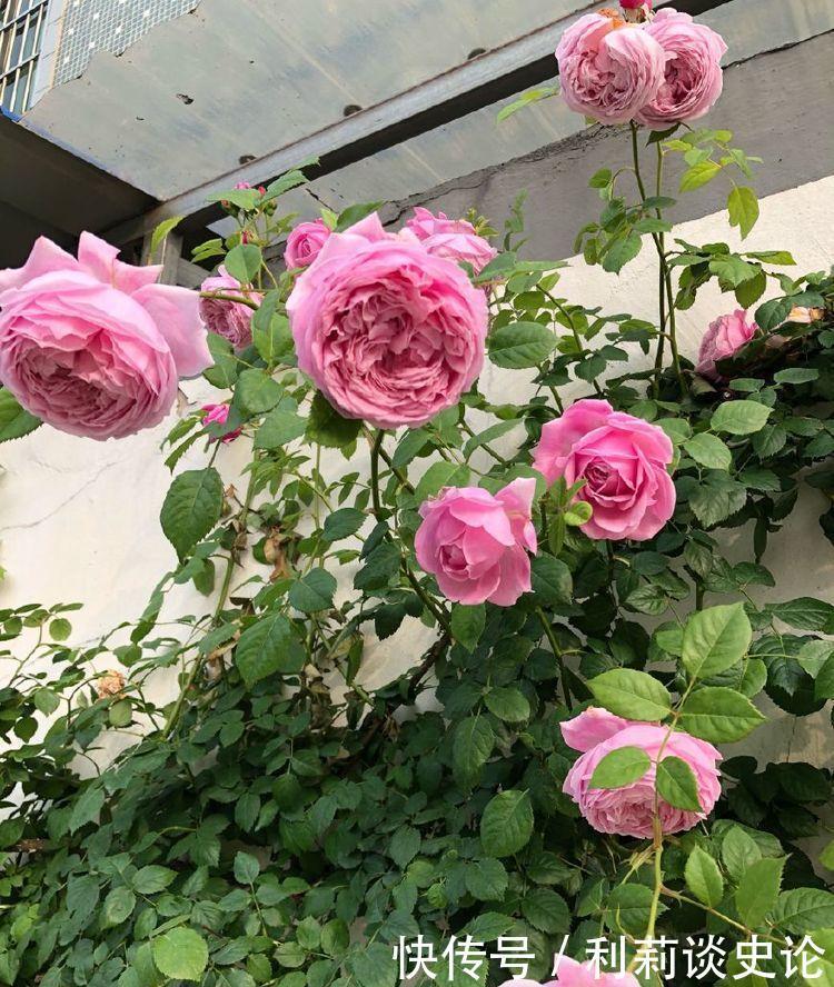 家养此款花卉,开花勤爱爆盆,花开娇艳美不胜收,一年四季都赏花